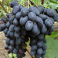 Виноград плодовый Руслан (ранний сорт)