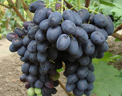 Виноград плодовый Руслан (ранний сорт)