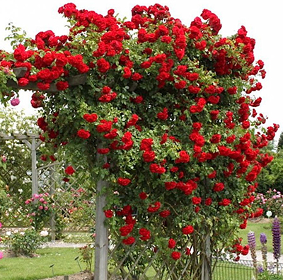 Роза Амадеус (плетистая) Роза Амадеус (плетистая)