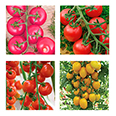 Набор семян томатов "Сладкий черри"