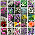Набор семян цветов "Альпийская Горка" полный комплект