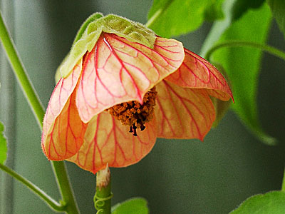 Комнатный цветок Абутилон