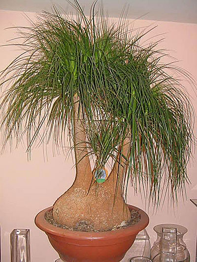 Растение Бокарнея