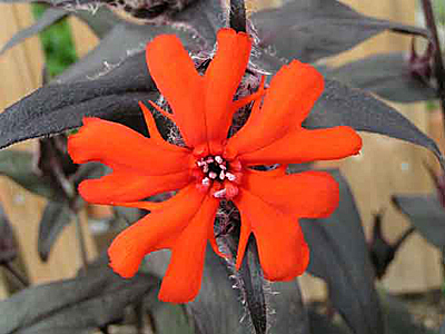 Многолетний цветок Лихнис Везувий