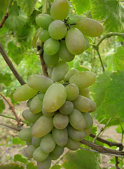 Виноград Тимур Фото